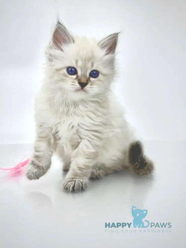 Rosalina Siberian female seal tabby point with white live animals