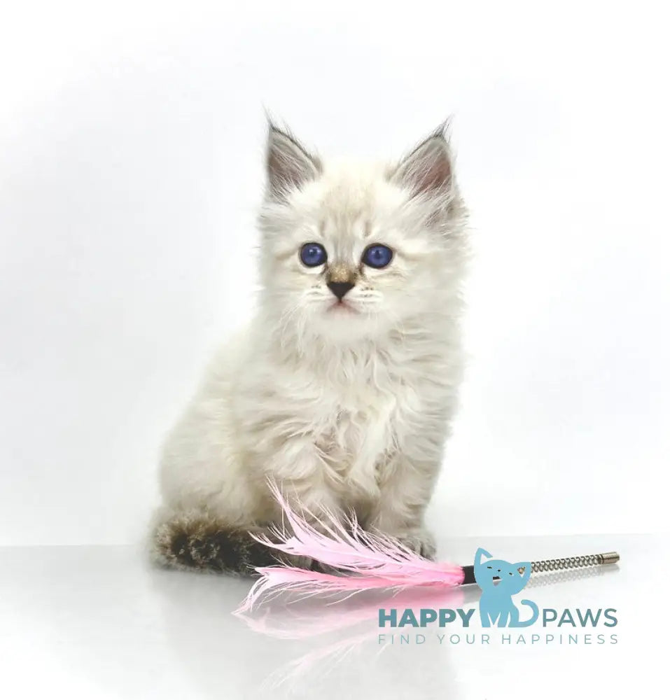 Rosalina Siberian female seal tabby point with white live animals
