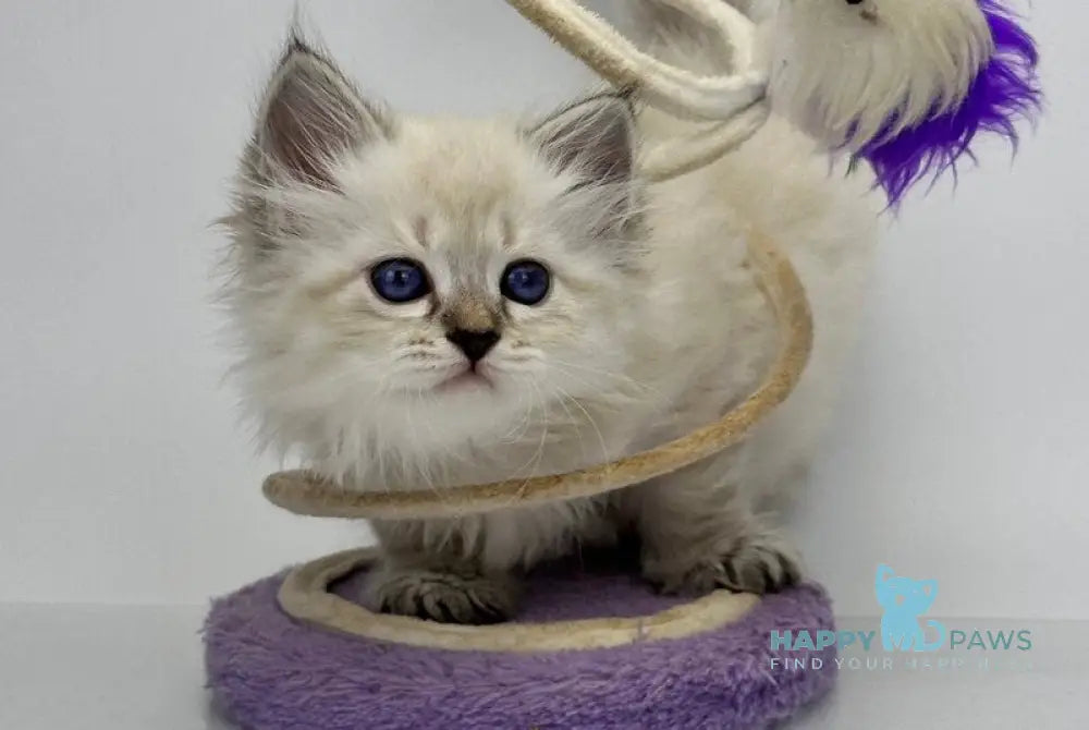 Rosalina Siberian female seal tabby point with white live animals