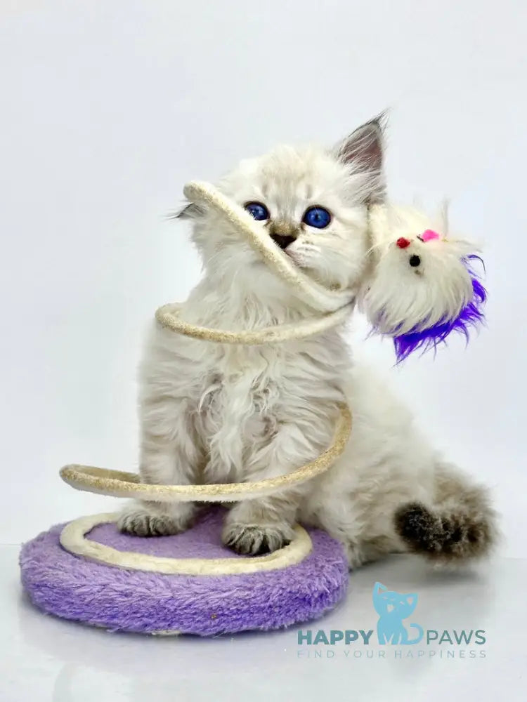 Rosalina Siberian female seal tabby point with white live animals