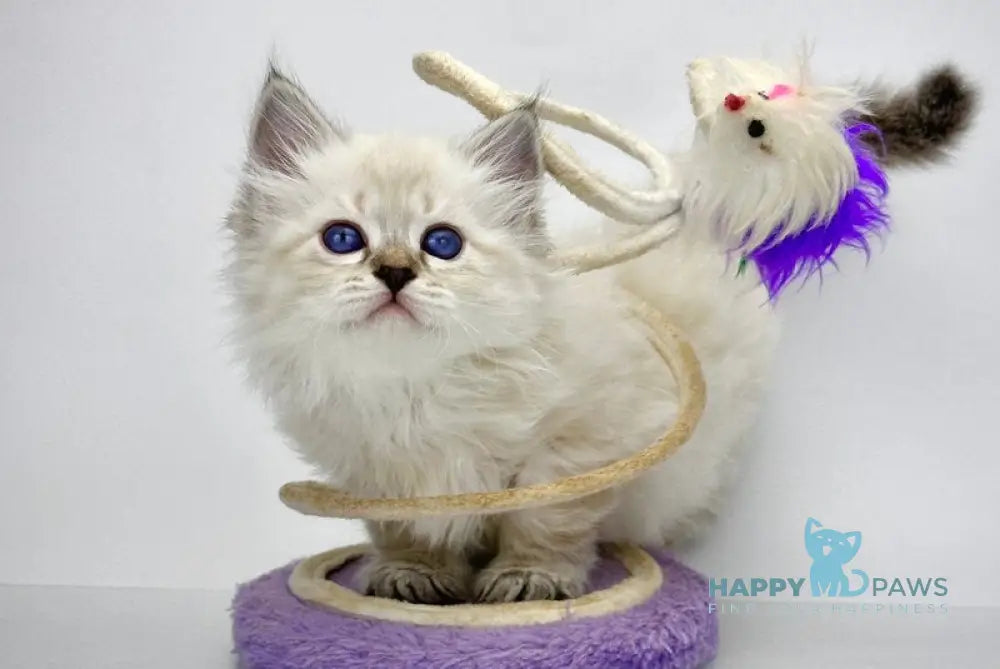 Rosalina Siberian female seal tabby point with white live animals