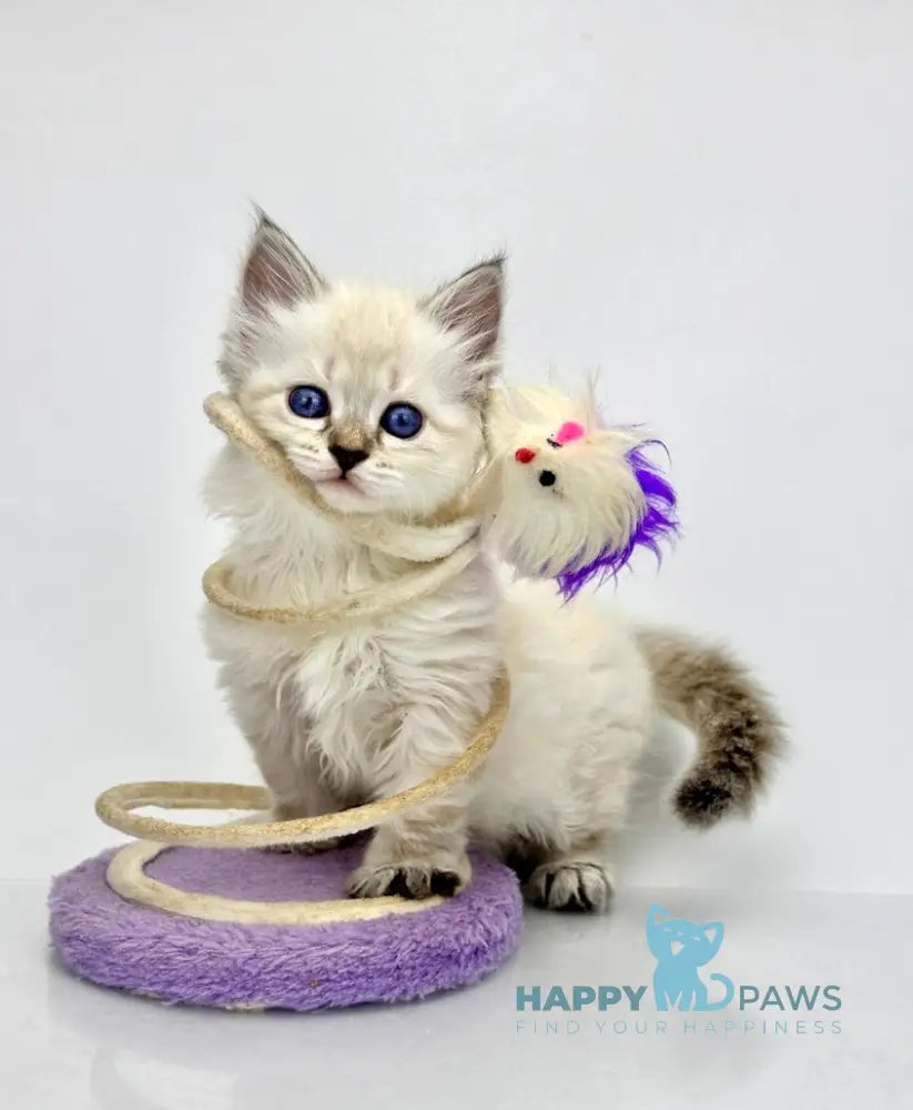 Rosalina Siberian female seal tabby point with white live animals