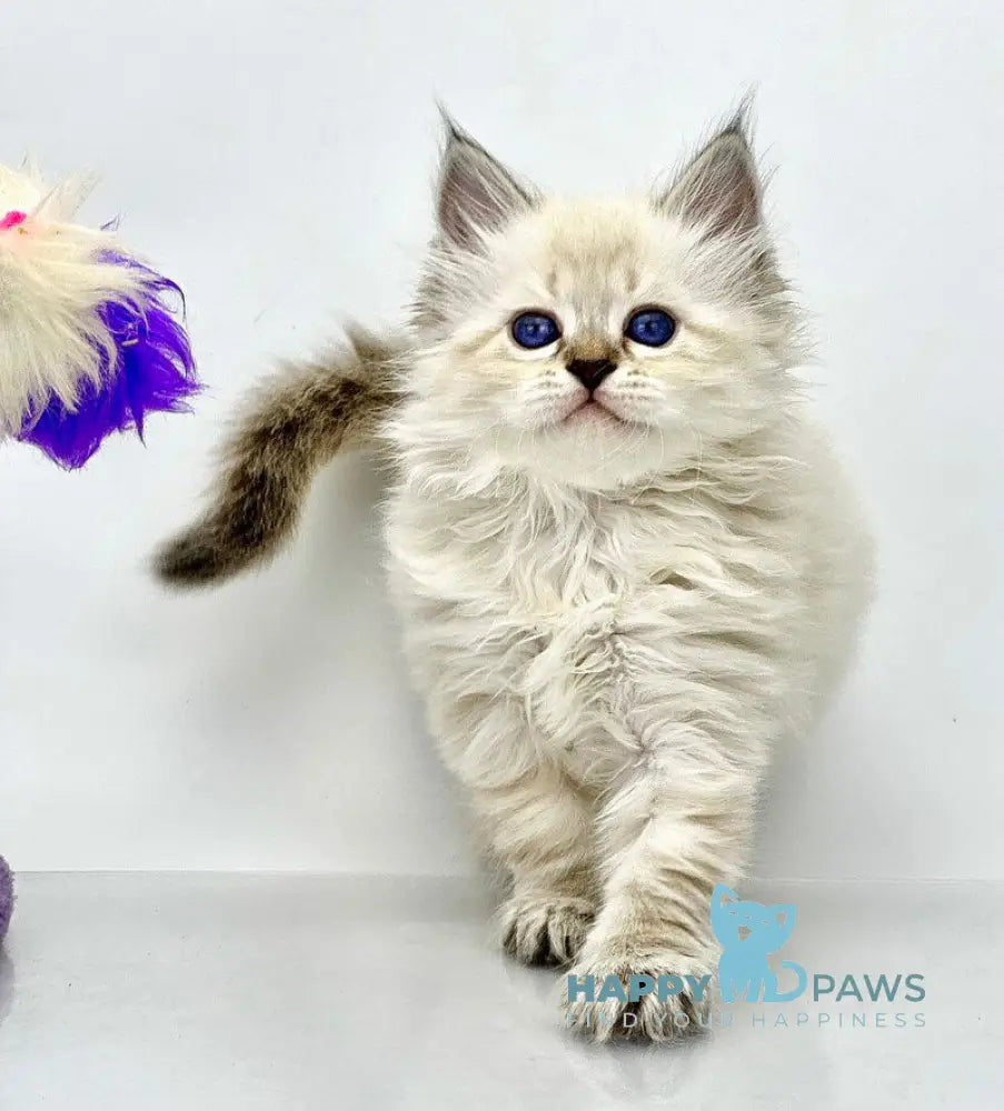 Rosalina Siberian female seal tabby point with white live animals