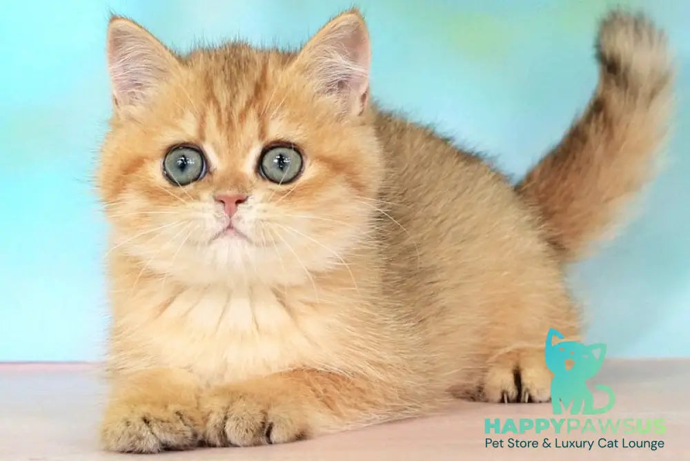 Rose British Shorthair female black golden spotted tabby - live animals