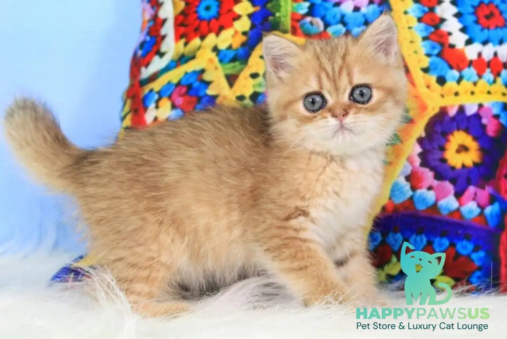 Rose British Shorthair female black golden spotted tabby - live animals
