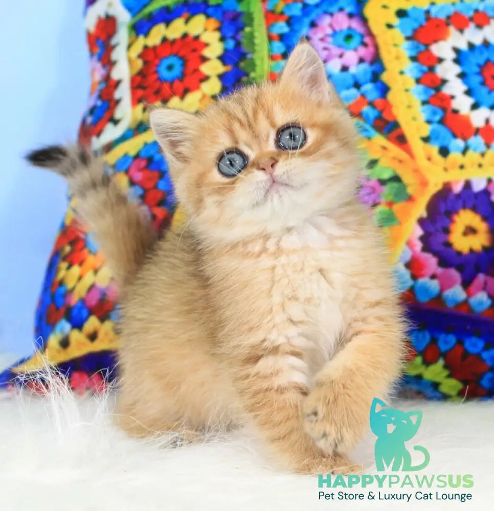 Rose British Shorthair female black golden spotted tabby - live animals