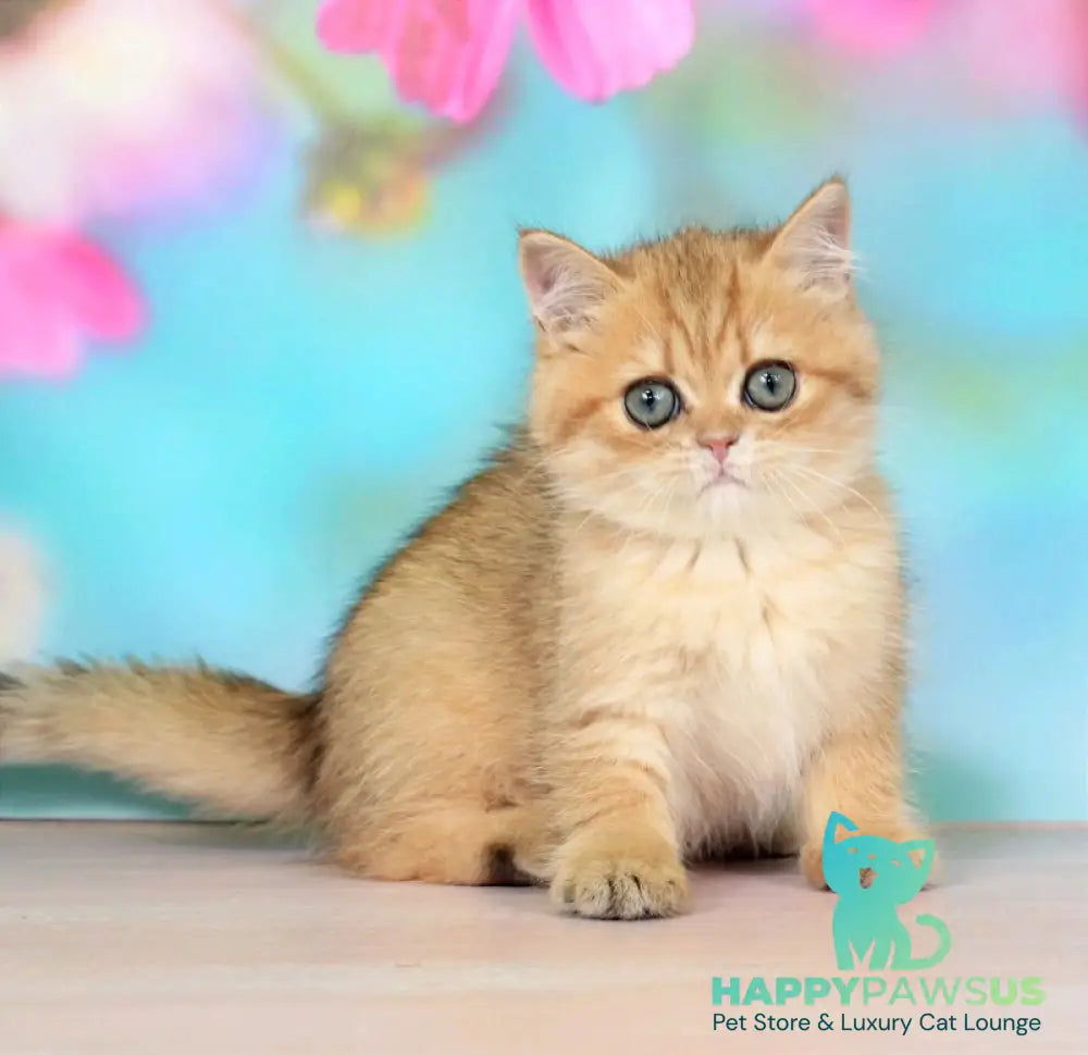 Rose British Shorthair female black golden spotted tabby - live animals
