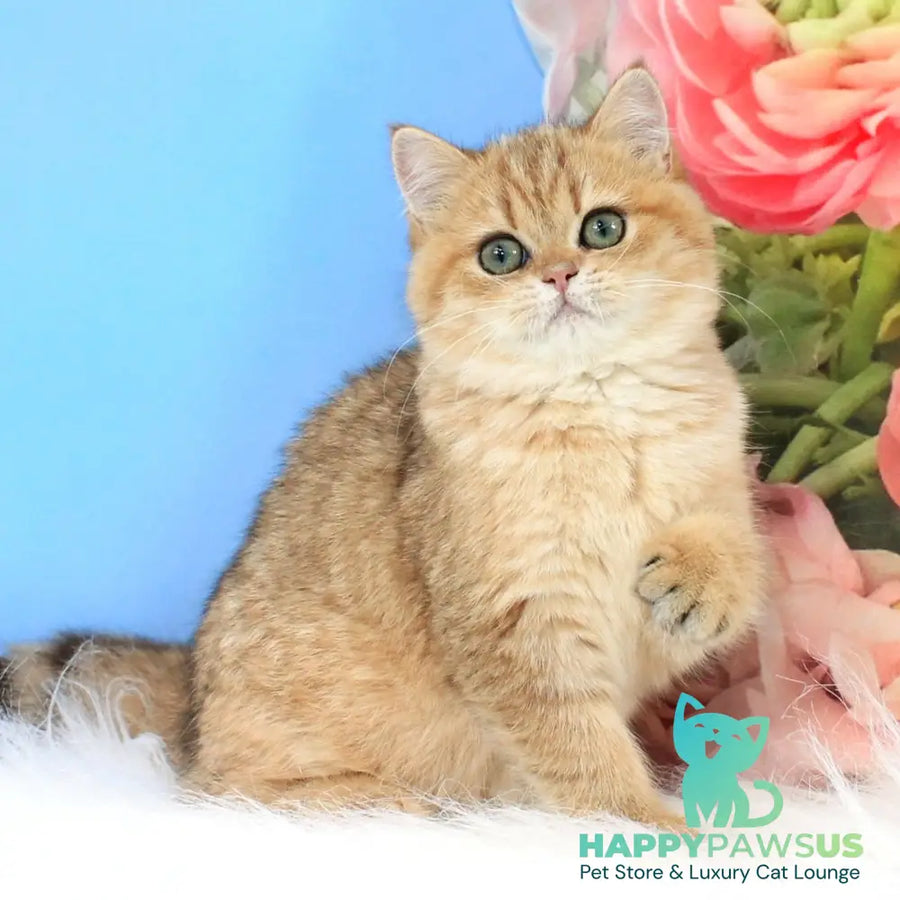 Rose British Shorthair female black golden spotted tabby - live animals
