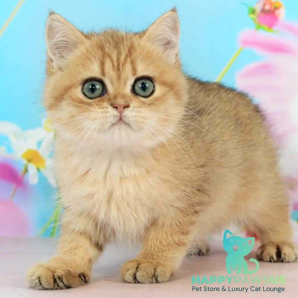 Rose British Shorthair female black golden spotted tabby - live animals