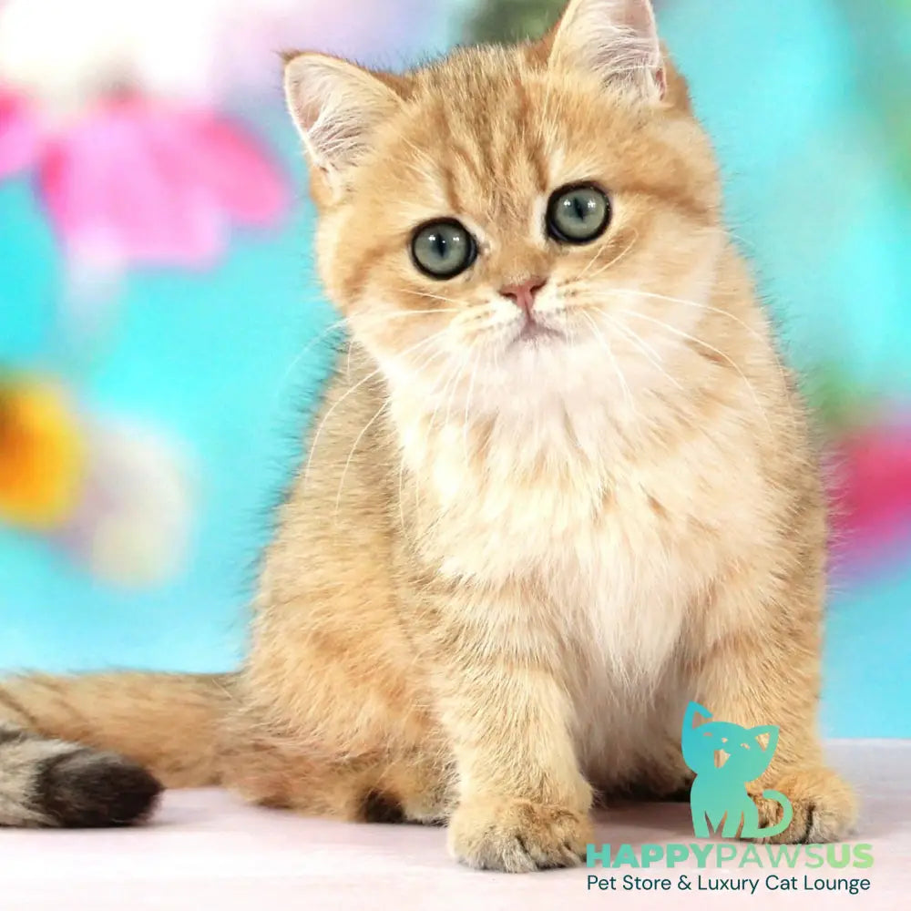 Rose British Shorthair female black golden spotted tabby - live animals