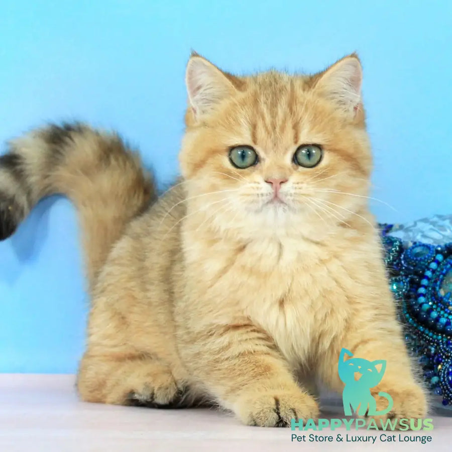 Rose British Shorthair female black golden spotted tabby - live animals