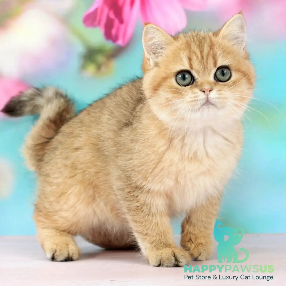 Rose British Shorthair female black golden spotted tabby - live animals