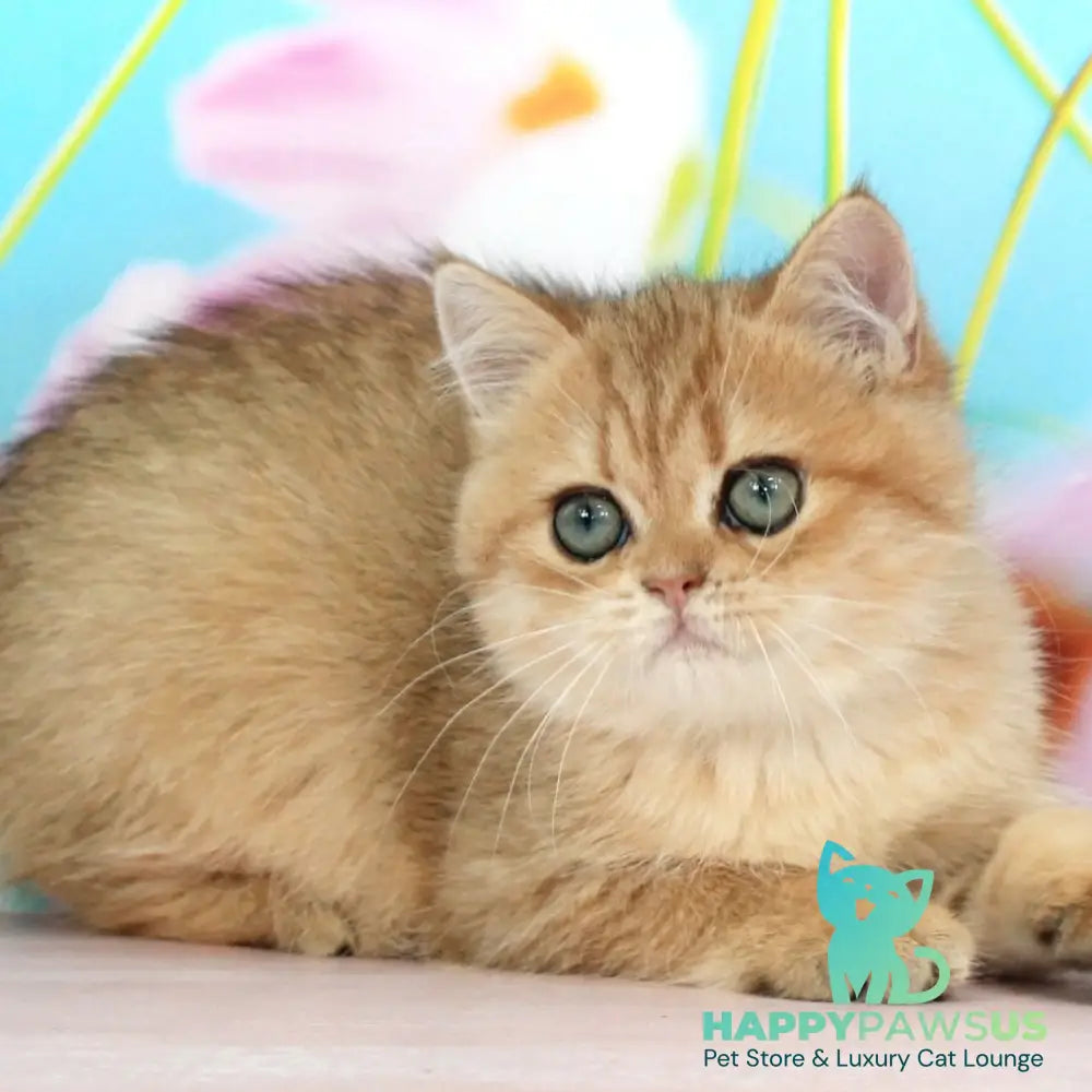 Rose British Shorthair female black golden spotted tabby - live animals