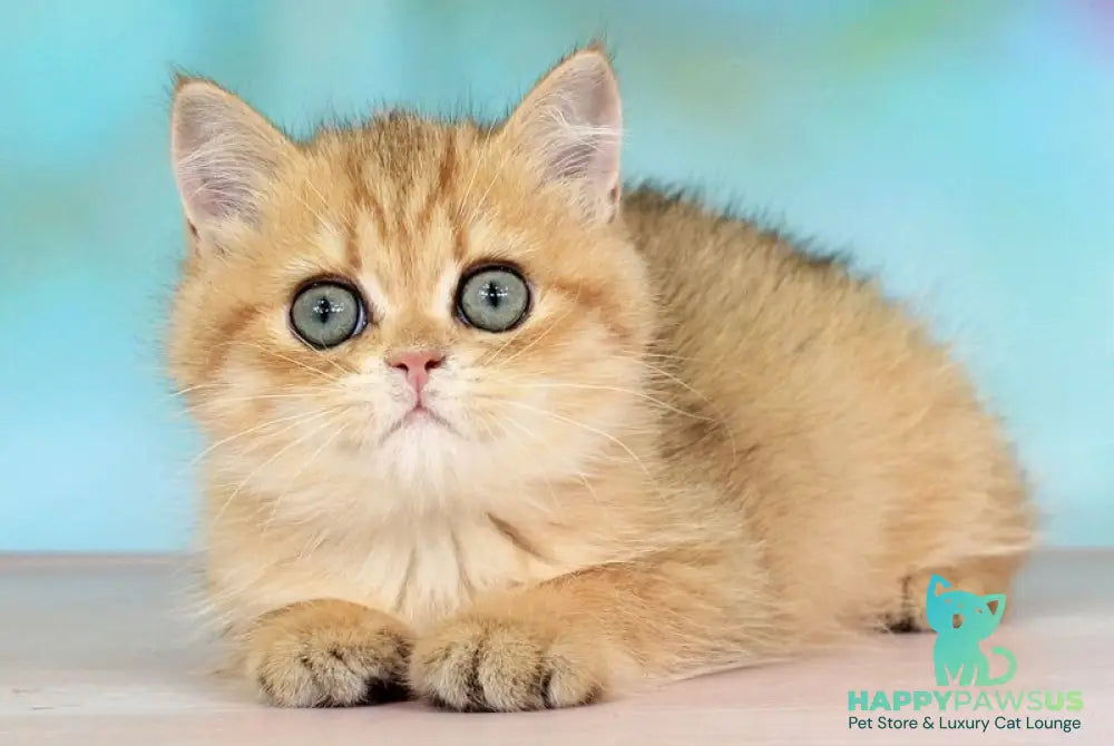 Rose British Shorthair female black golden spotted tabby - live animals