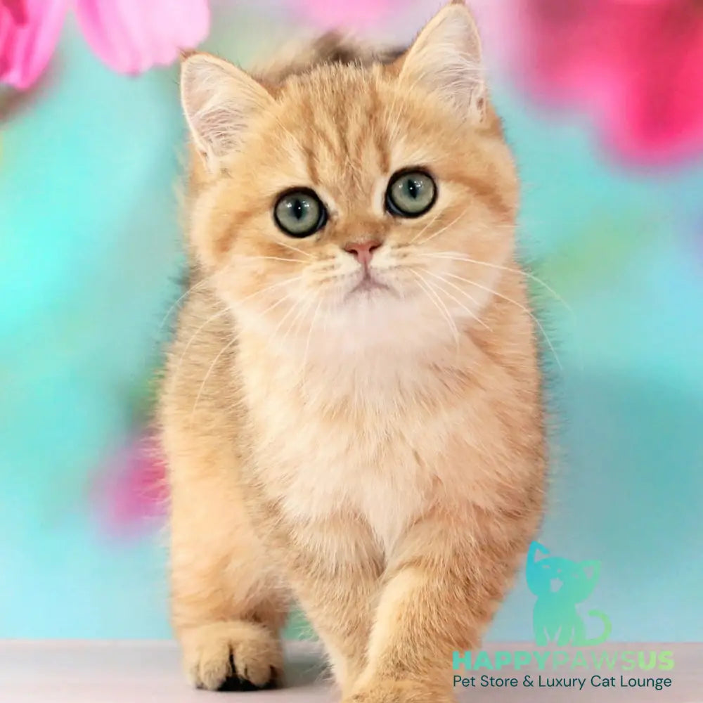 Rose British Shorthair female black golden spotted tabby - live animals