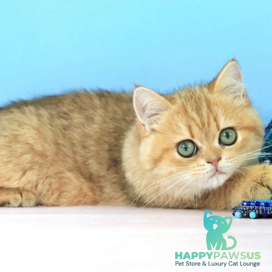 Rose British Shorthair female black golden spotted tabby - live animals