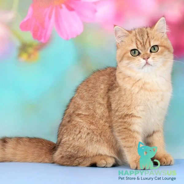 Rose British Shorthair female black golden spotted tabby - live animals