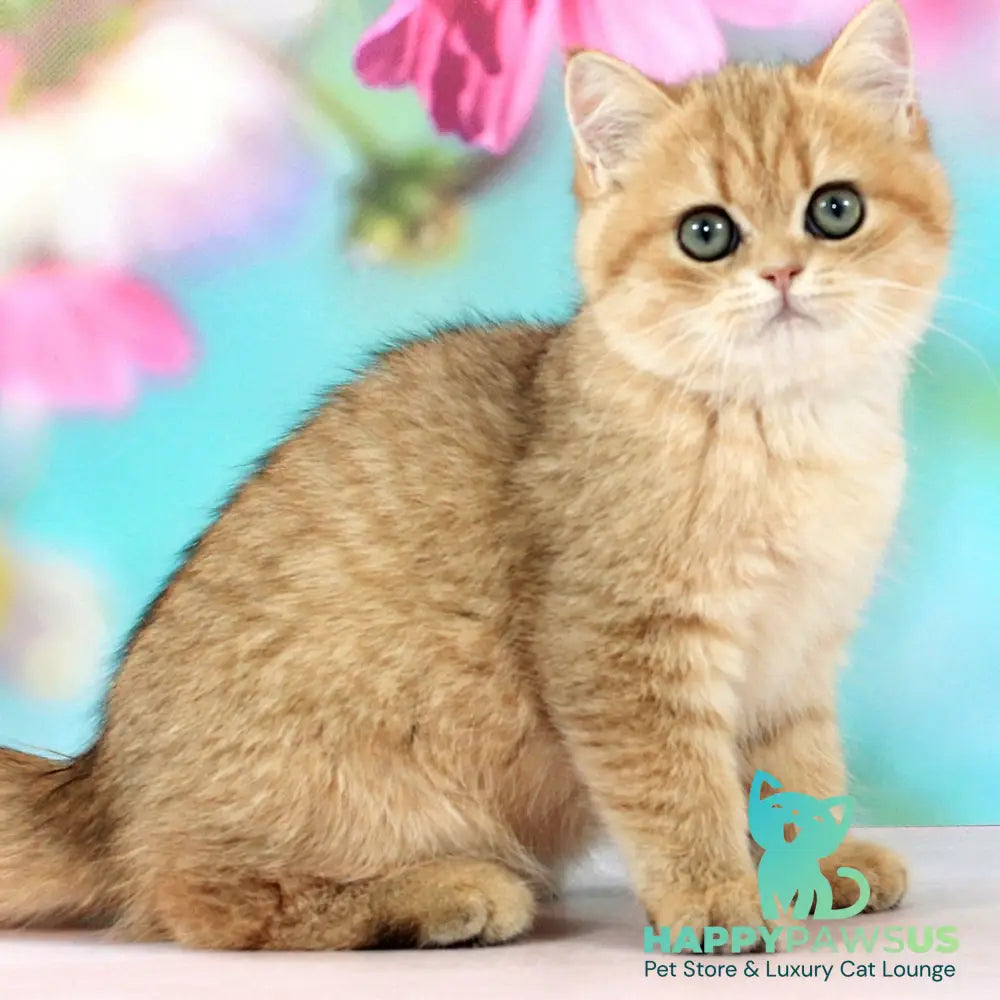 Rose British Shorthair female black golden spotted tabby - live animals
