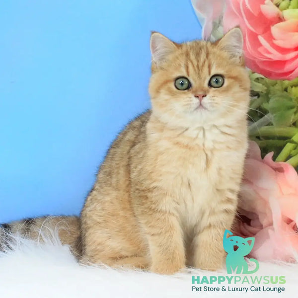 Rose British Shorthair female black golden spotted tabby - live animals