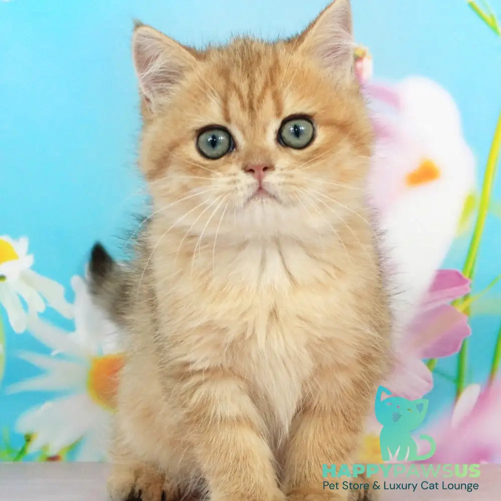 Rose British Shorthair female black golden spotted tabby - live animals