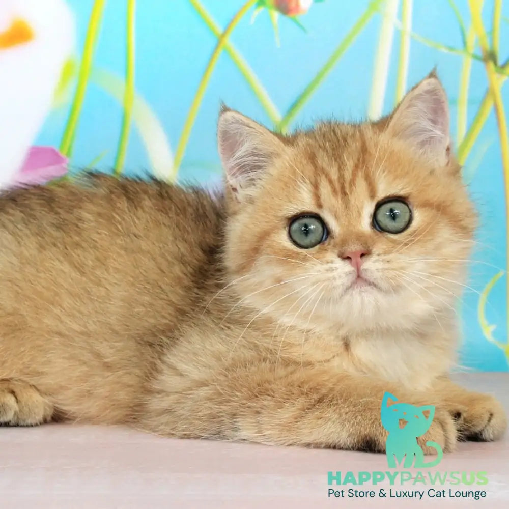 Rose British Shorthair female black golden spotted tabby - live animals