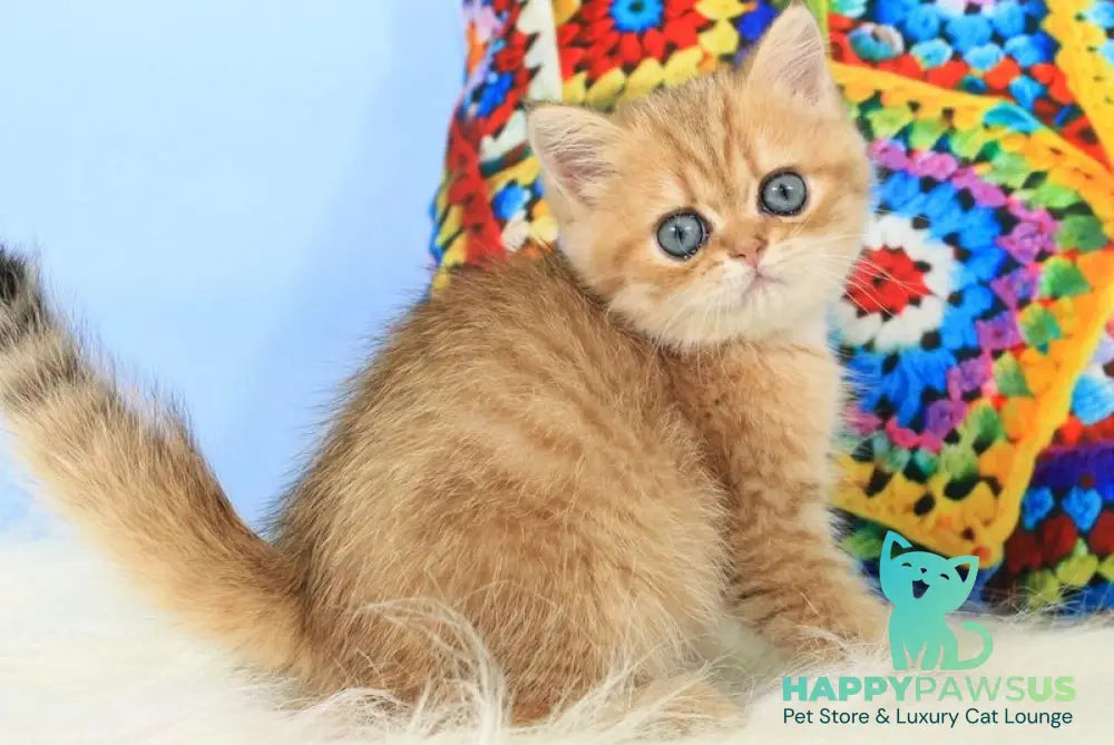 Rose British Shorthair female black golden spotted tabby - live animals