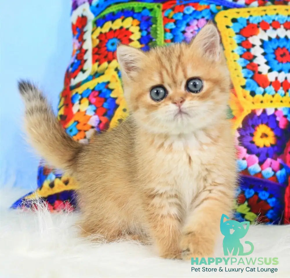Rose British Shorthair female black golden spotted tabby - live animals