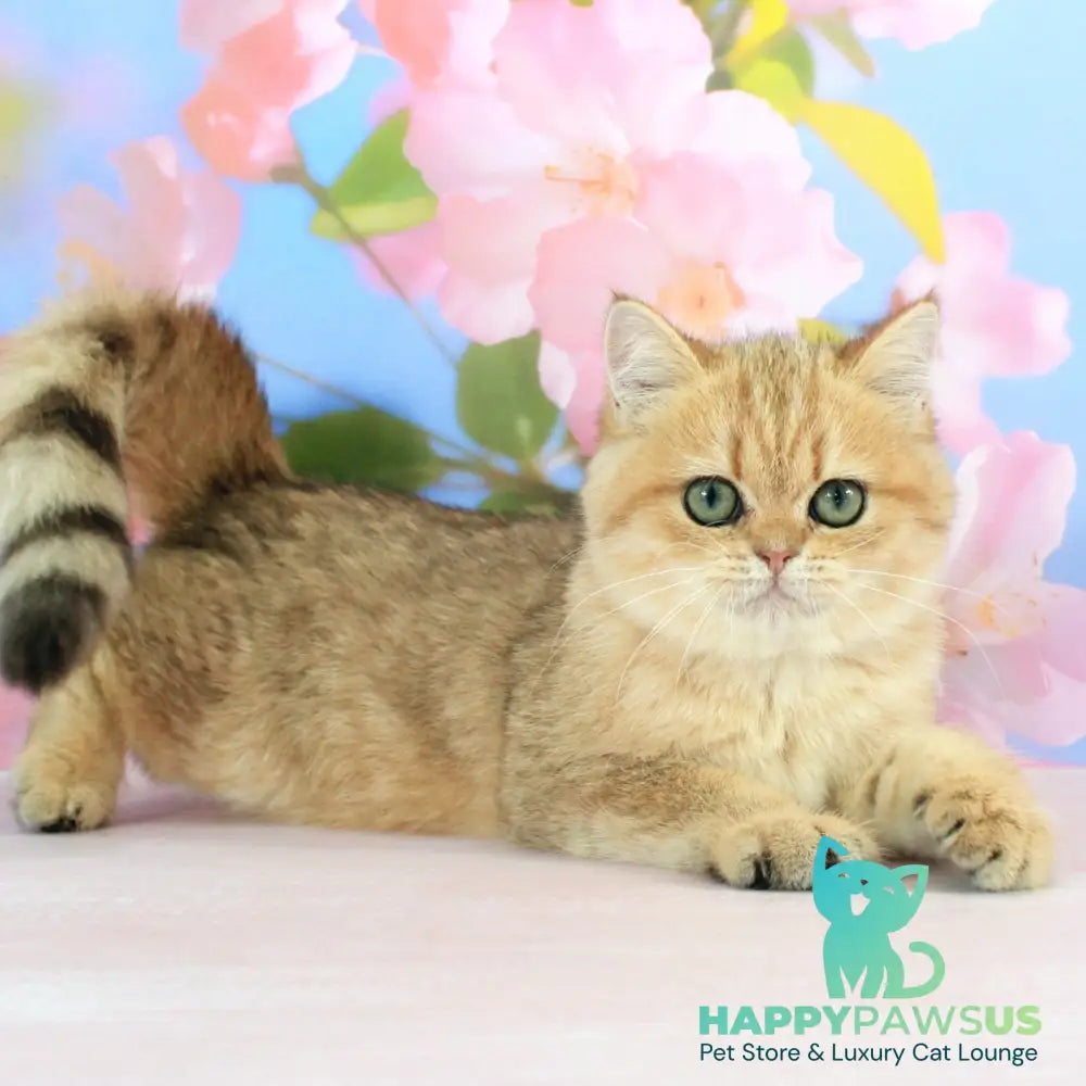 Rose British Shorthair female black golden spotted tabby - live animals