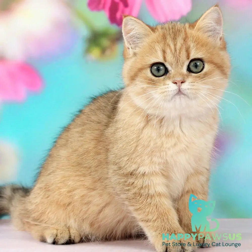 Rose British Shorthair female black golden spotted tabby - live animals