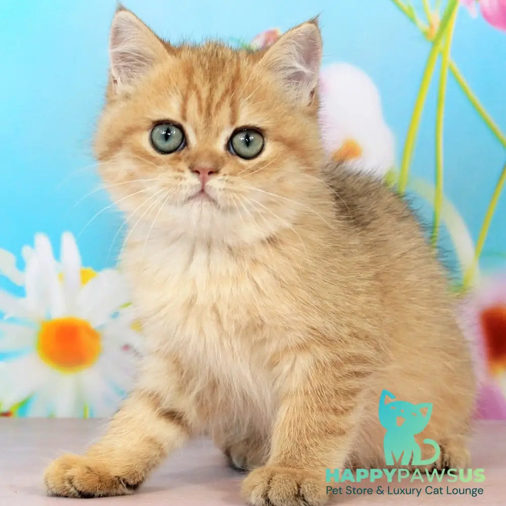 Rose British Shorthair female black golden spotted tabby - live animals