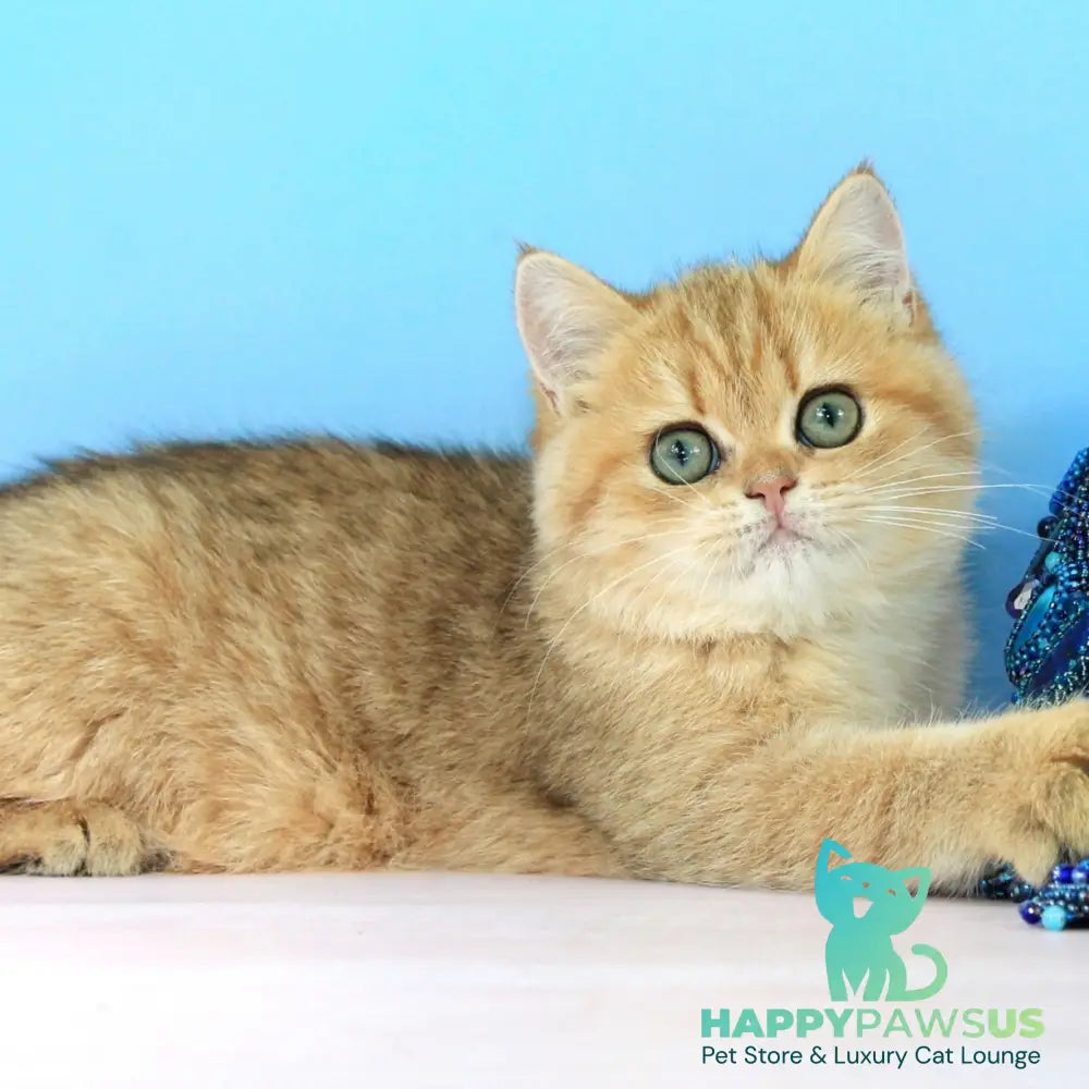 Rose British Shorthair female black golden spotted tabby - live animals