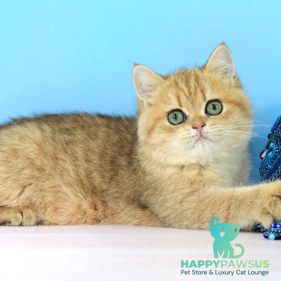 Rose British Shorthair female black golden spotted tabby - live animals