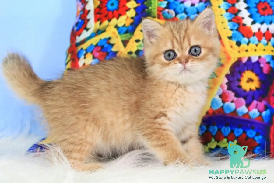 Rose British Shorthair female black golden spotted tabby - live animals