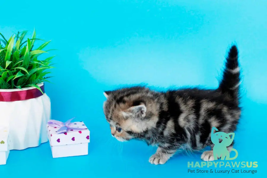 Rose British Shorthair female black tabby - live animals