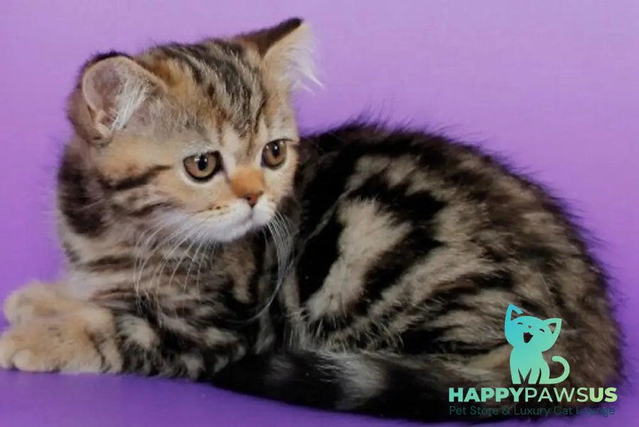 Rose British Shorthair female black tabby - live animals