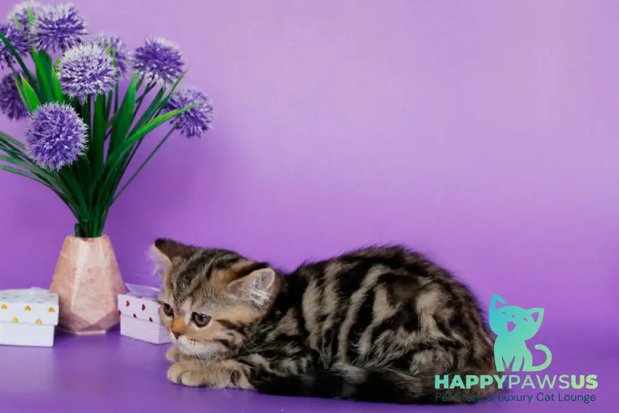 Rose British Shorthair female black tabby - live animals