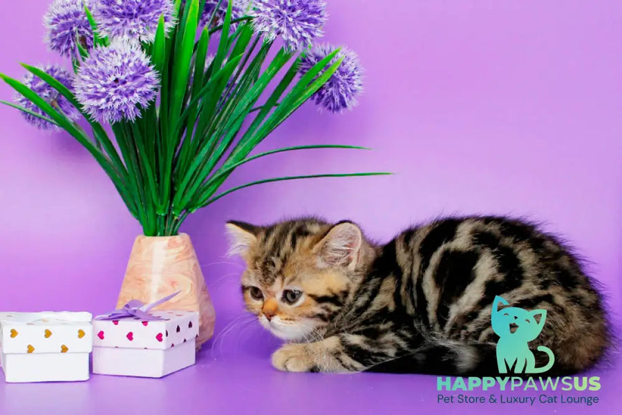 Rose British Shorthair female black tabby - live animals