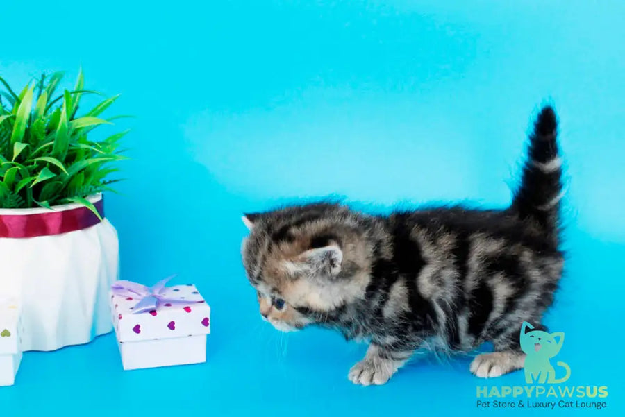 Rose British Shorthair female black tabby - live animals