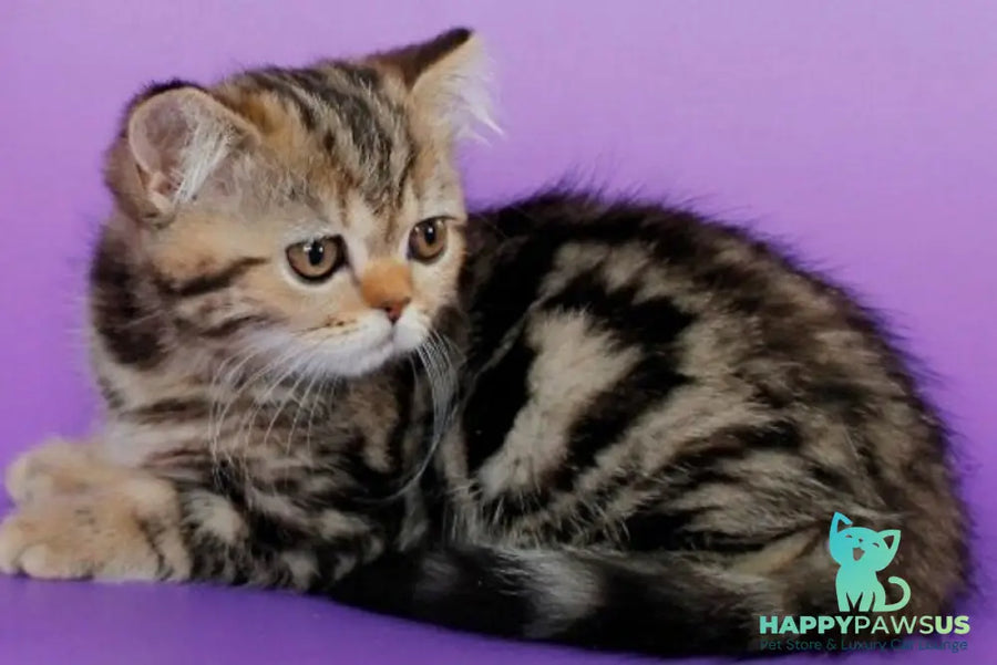 Rose British Shorthair female black tabby - live animals