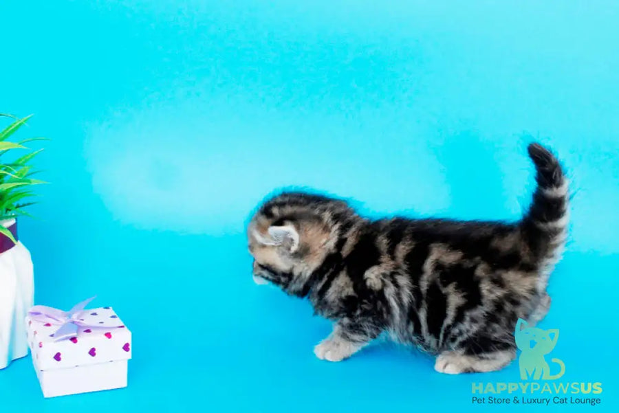 Rose British Shorthair female black tabby - live animals