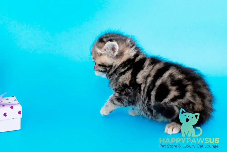 Rose British Shorthair female black tabby - live animals