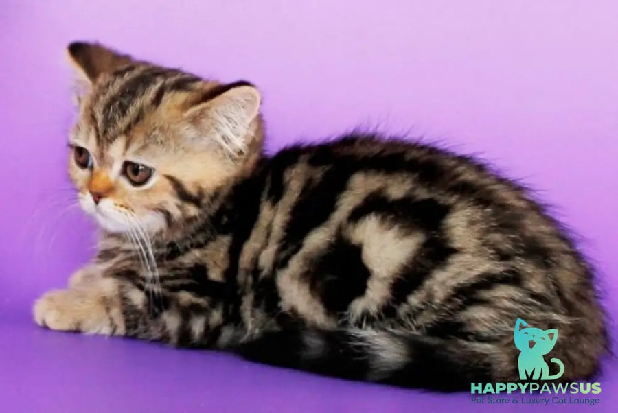Rose British Shorthair female black tabby - live animals