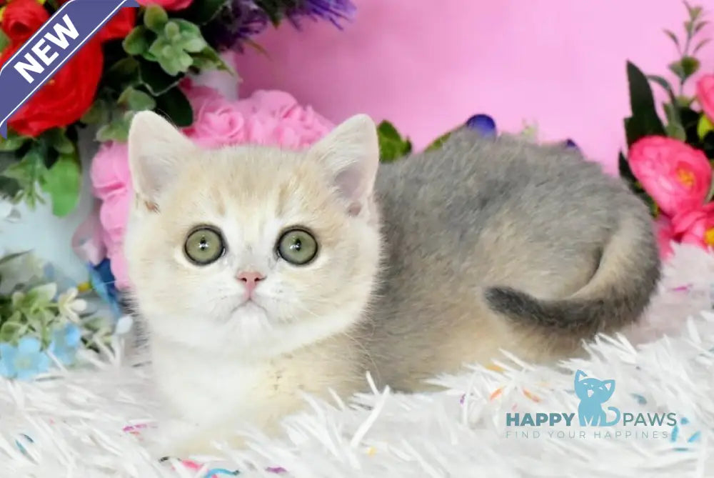Rose British Shorthair female blue golden chinchilla live animals