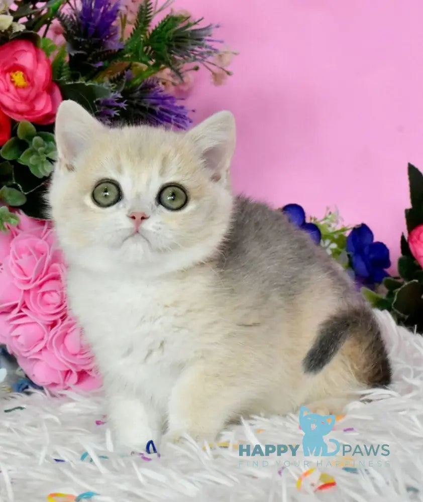 Rose British Shorthair female blue golden chinchilla live animals