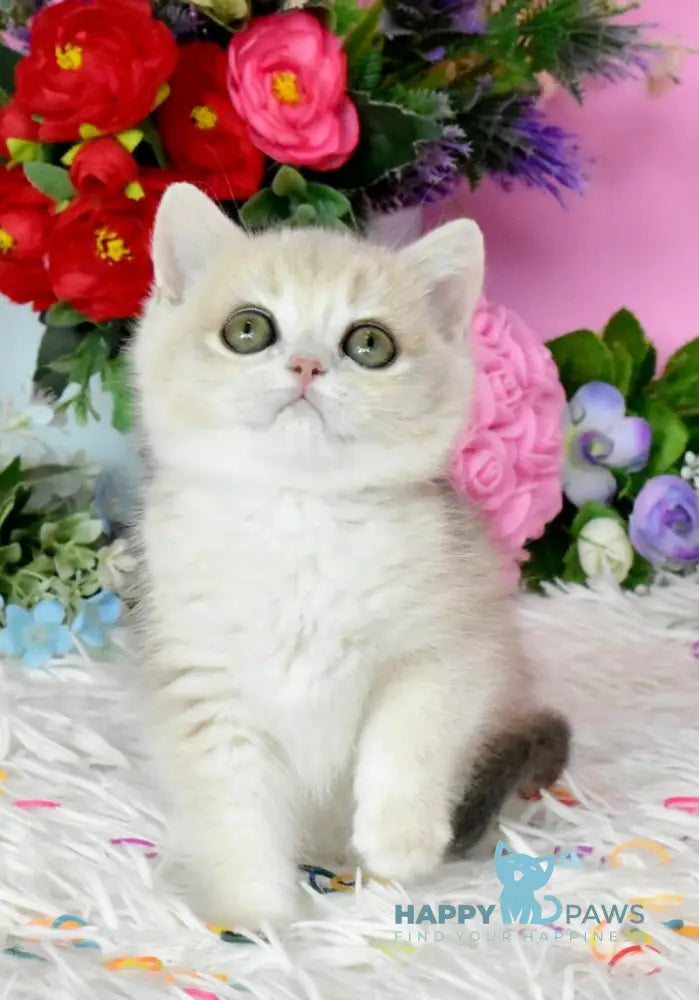 Rose British Shorthair female blue golden chinchilla live animals