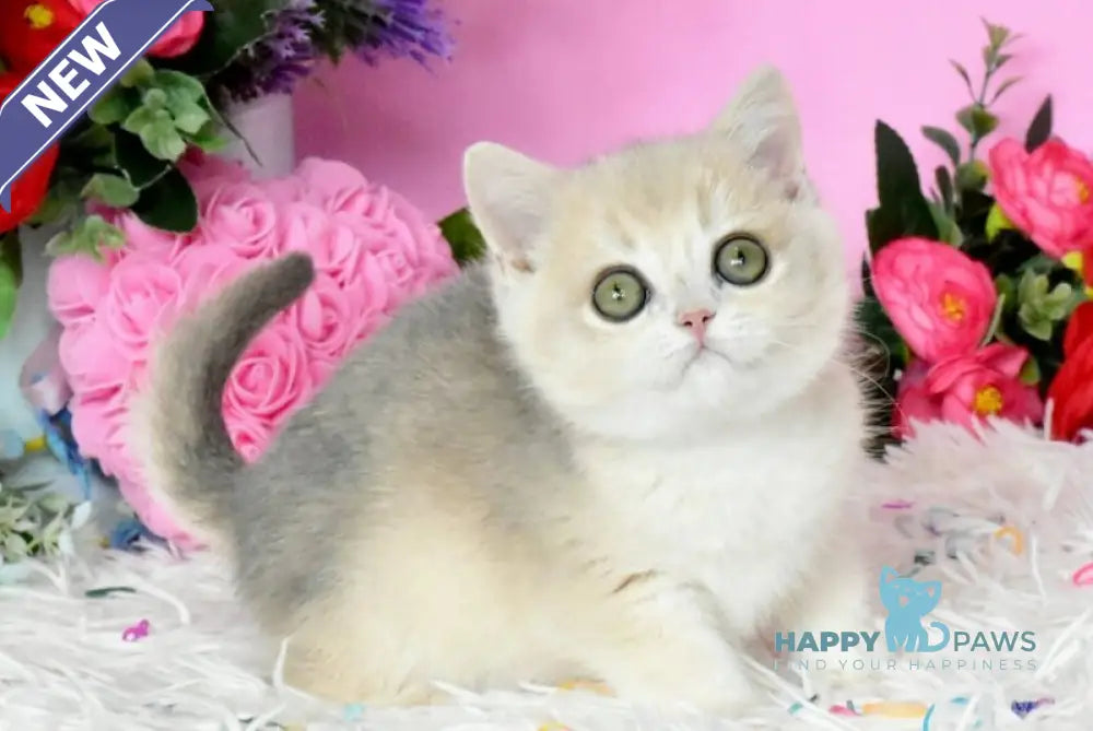 Rose British Shorthair female blue golden chinchilla live animals