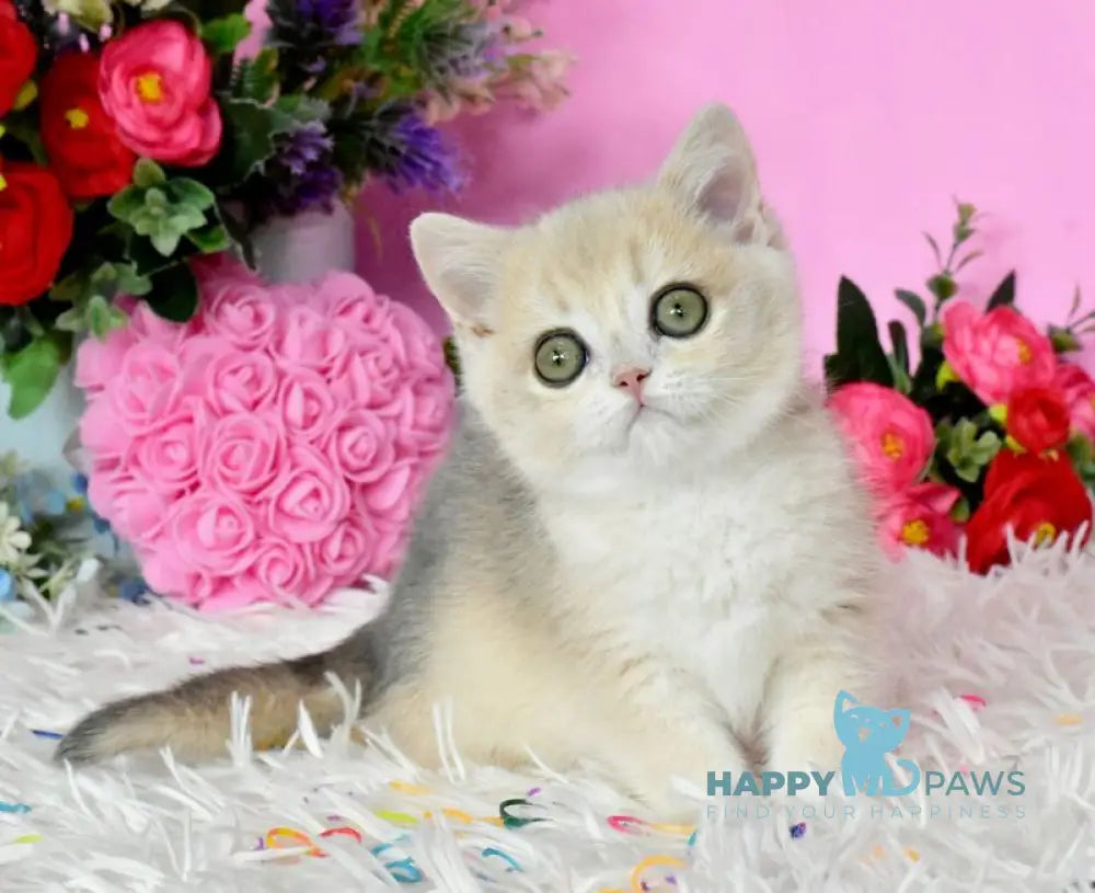 Rose British Shorthair female blue golden chinchilla live animals