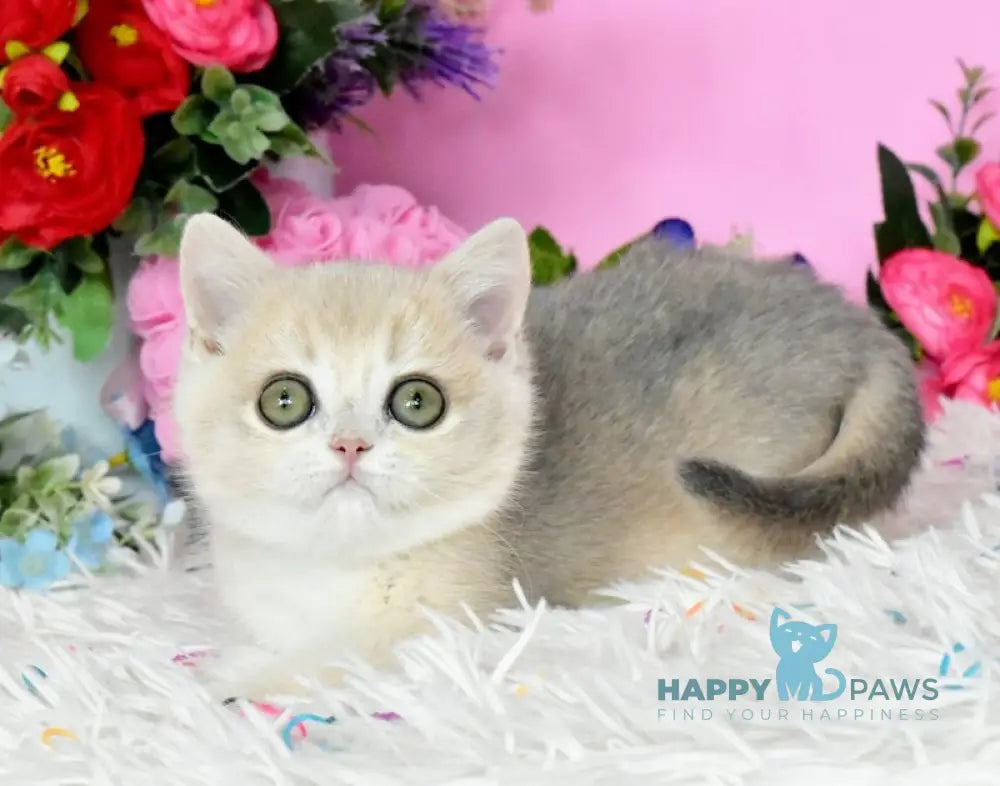 Rose British Shorthair female blue golden chinchilla live animals