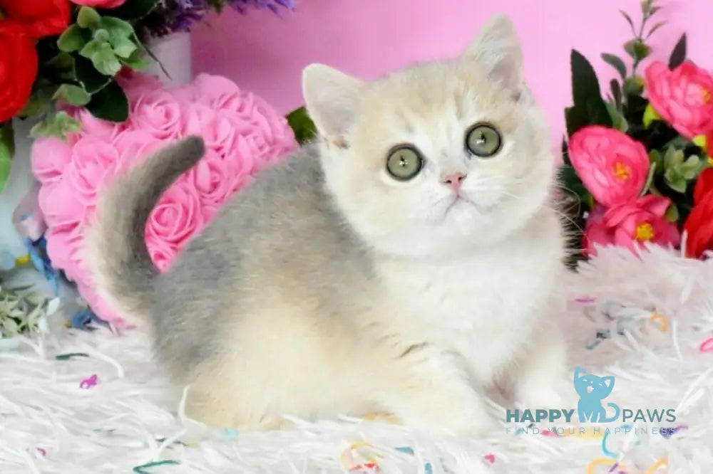 Rose British Shorthair female blue golden chinchilla live animals