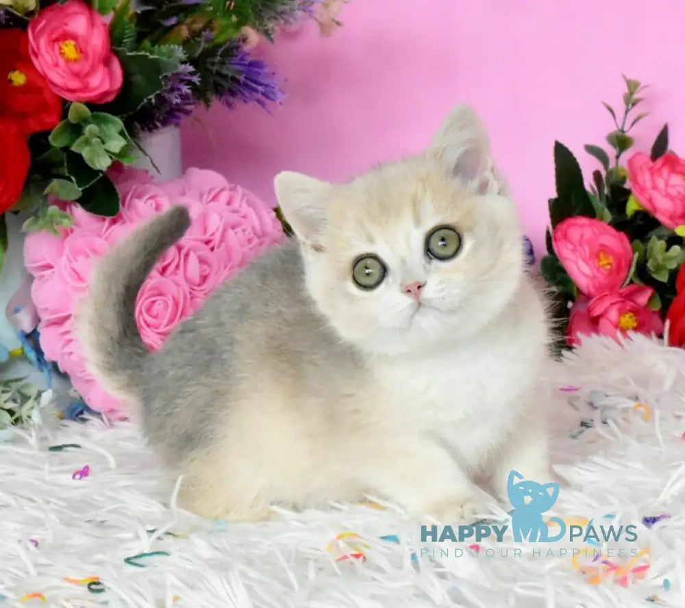 Rose British Shorthair female blue golden chinchilla live animals